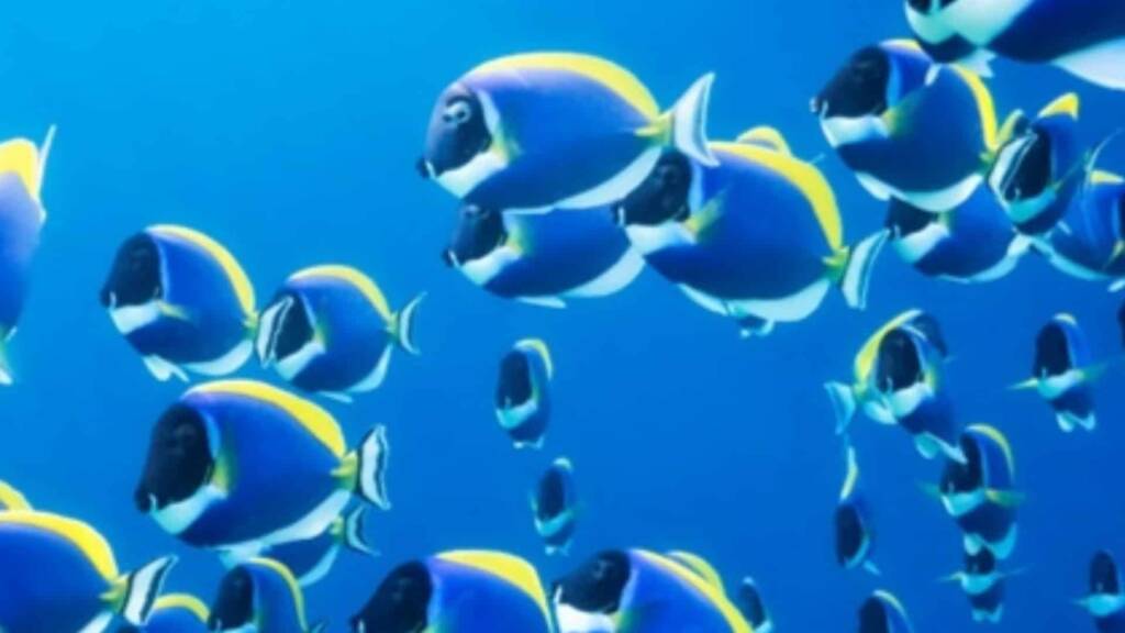 Bluebot: Scientists Create Underwater Robots That Swim Like Schools of Fish