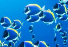 Bluebot: Scientists Create Underwater Robots That Swim Like Schools of Fish